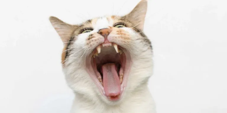A cat is yawning with its mouth open.