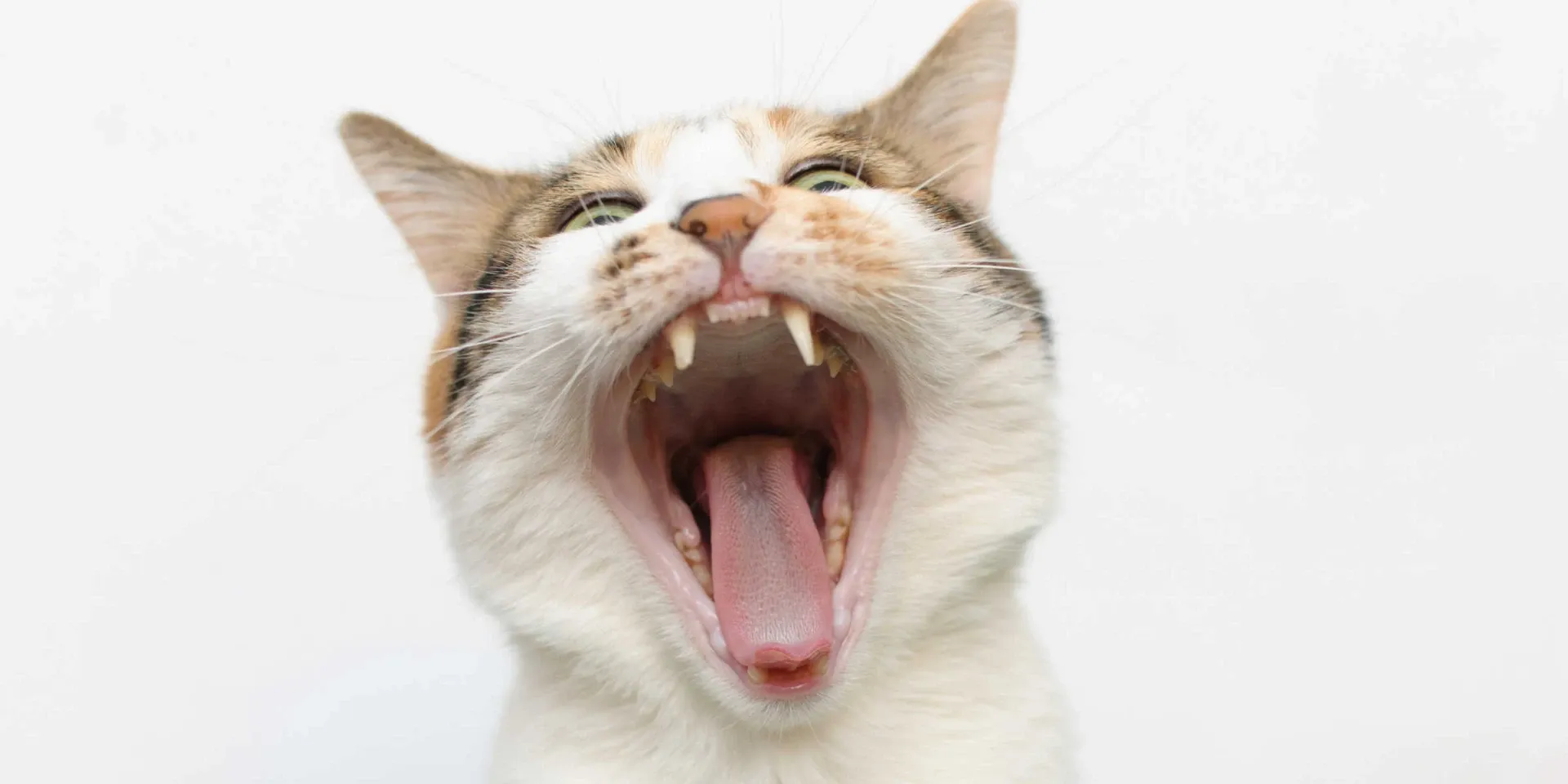 A cat is yawning with its mouth open.