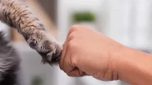 A person's hand is holding a cat's paw.