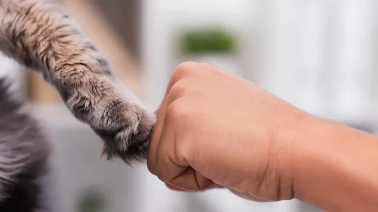 A person's hand is holding a cat's paw.