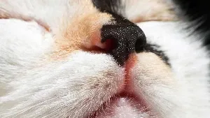 A close up of a cat's nose.