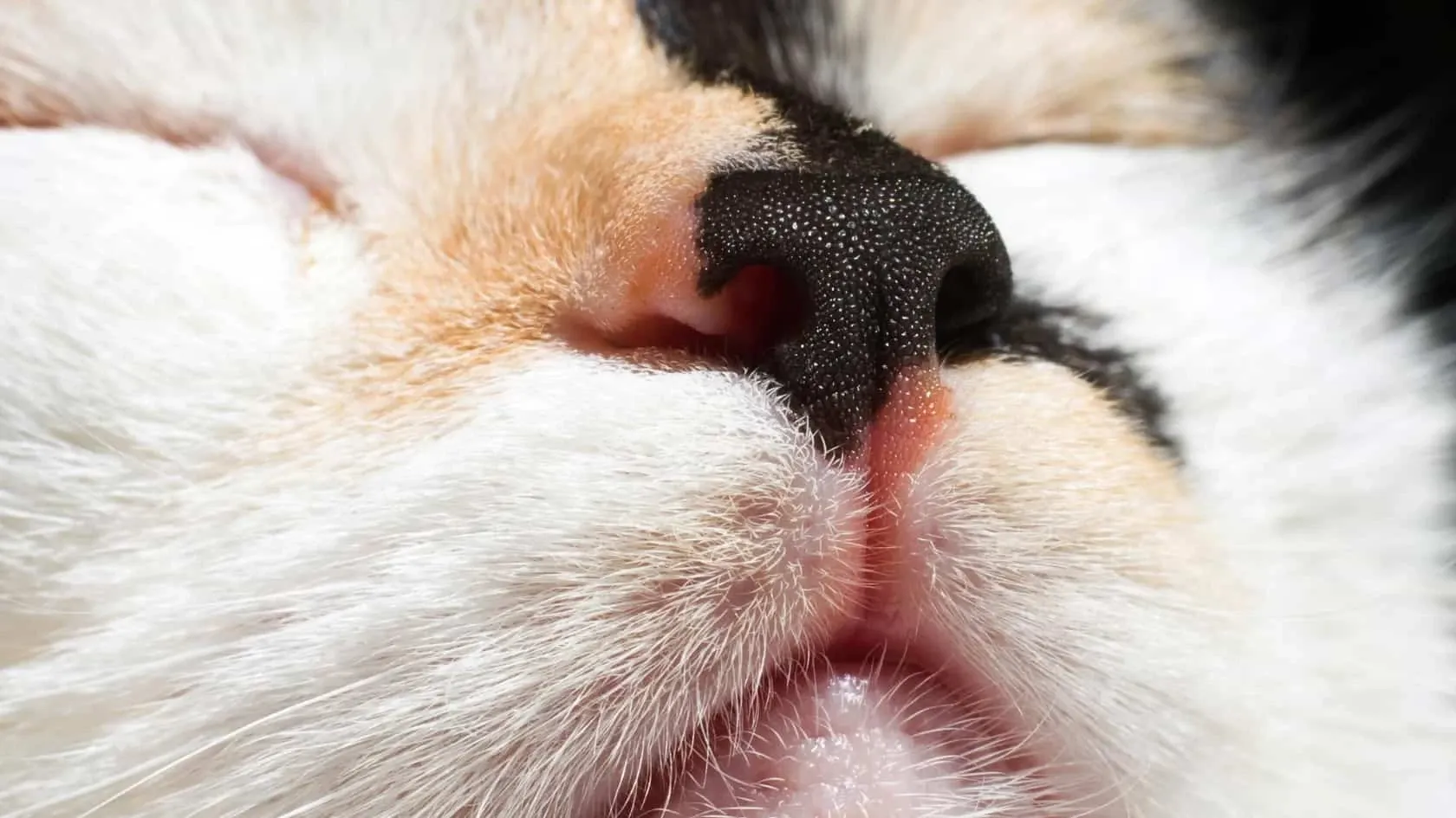 A close up of a cat's nose.