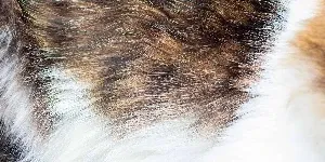 A detailed view of a cat's soft and luxurious fur.