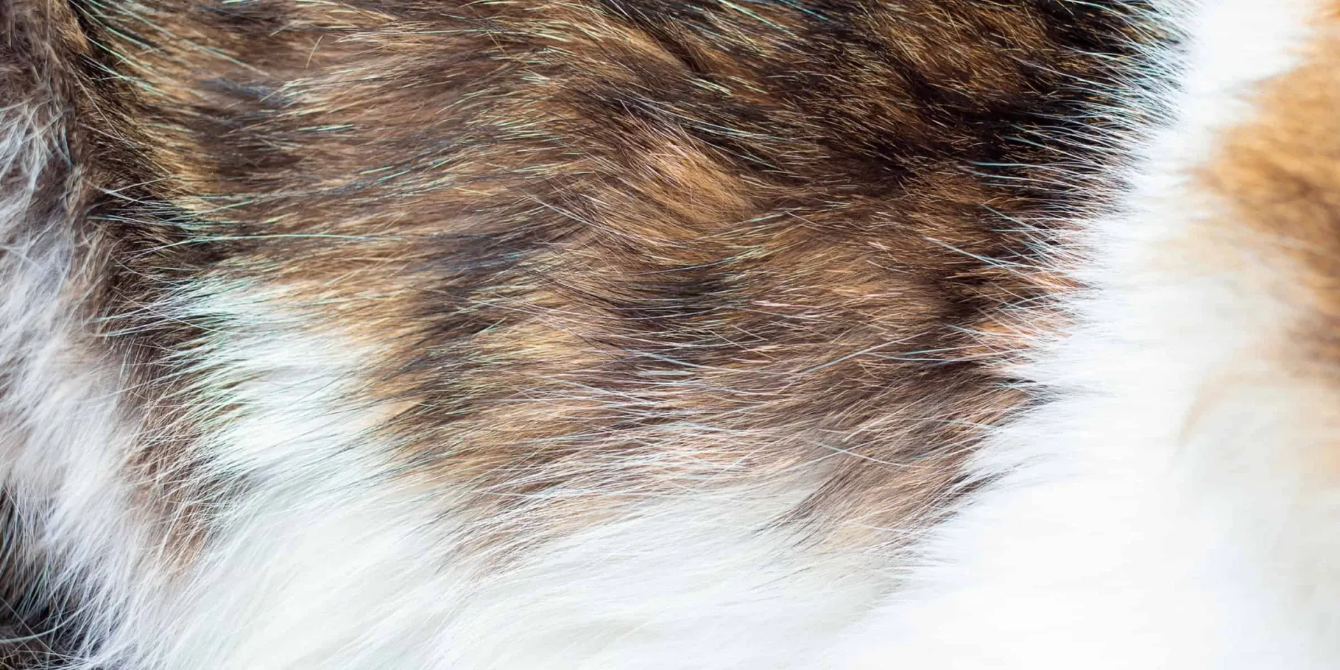 A detailed view of a cat's soft and luxurious fur.