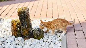 A cat drinking water from a fountain.