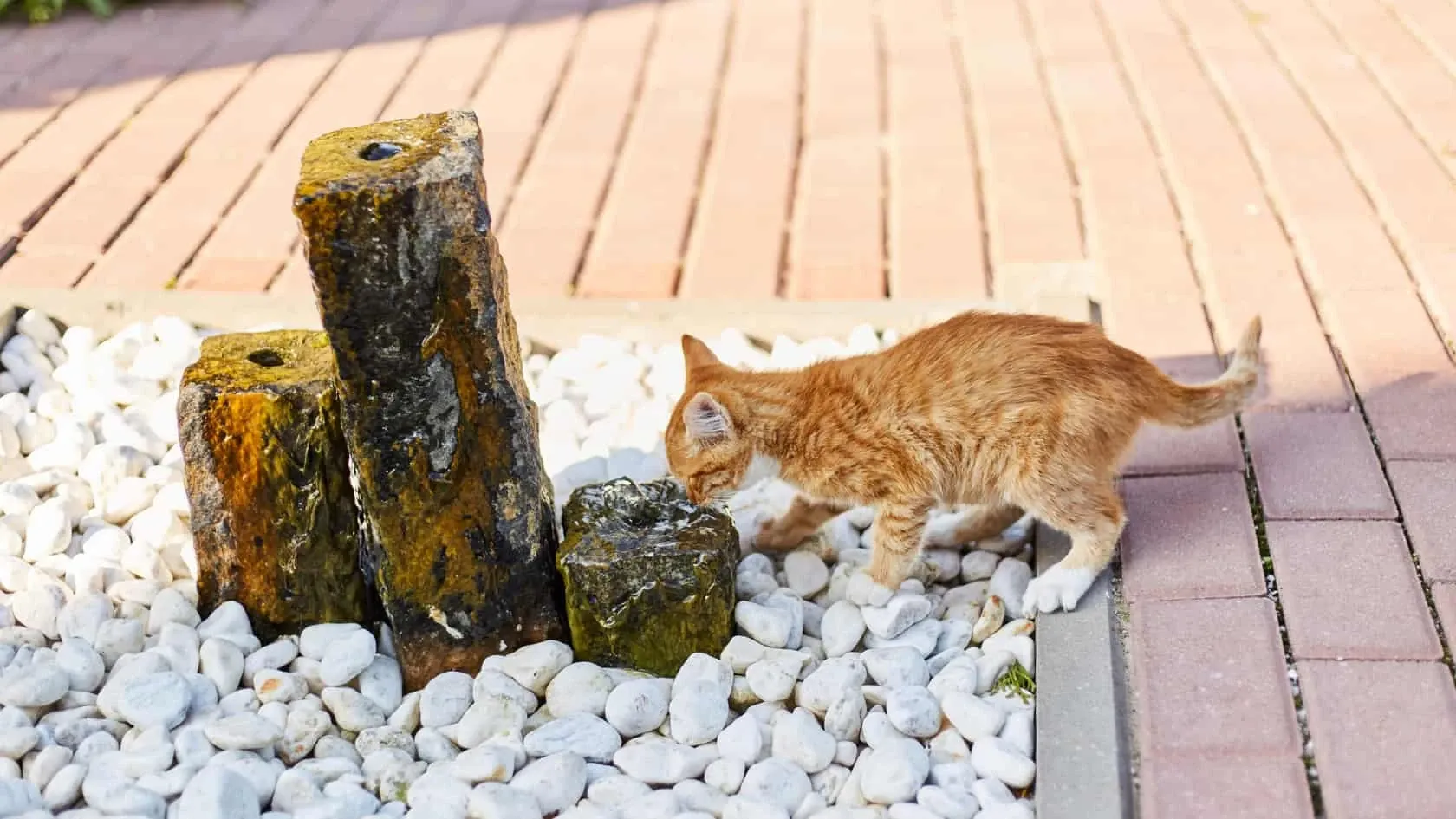 A cat drinking water from a fountain.