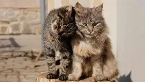 Two cats sitting on top of a piece of wood.