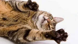 A tabby cat laying on its back.