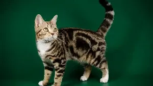 A tabby cat standing on a green background.