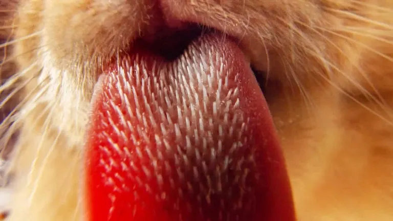 A close up of a cat's tongue.