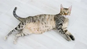 A tabby cat laying on a wooden floor.