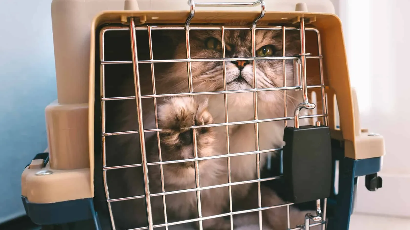 A cat is sitting in a cat carrier.