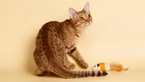 A bengal cat playing with a toy on a yellow background.