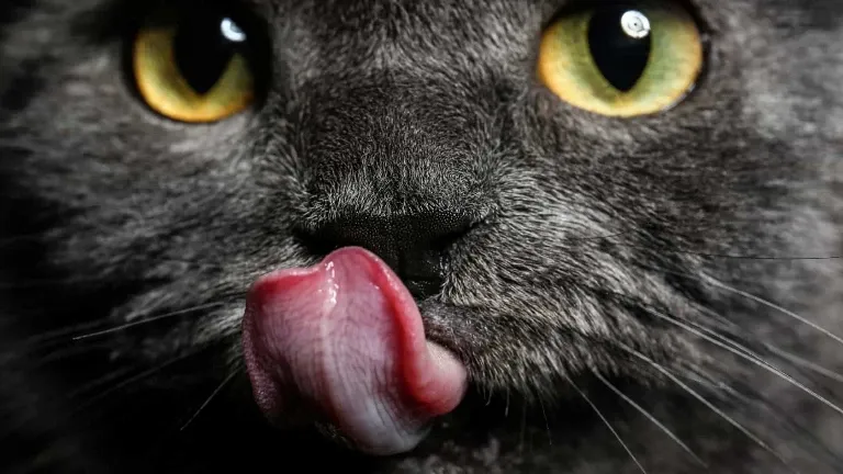 A gray cat is sticking its tongue out.