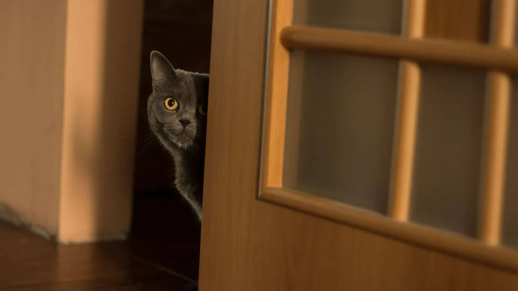 A cat peeking out of a door.