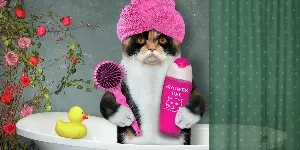 A cat wearing a pink turban and holding a rubber duck.