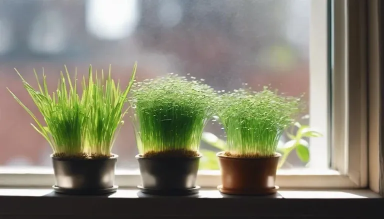 growing cat grass at home