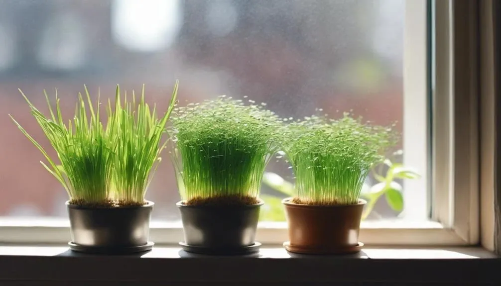 growing cat grass at home