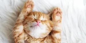 A cat lying on its back with its eyes closed.