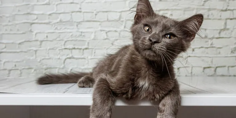 A gray cat with a white patch on its chest is lying on a white surface against a white brick wall background.