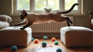 feline winter indoor activities