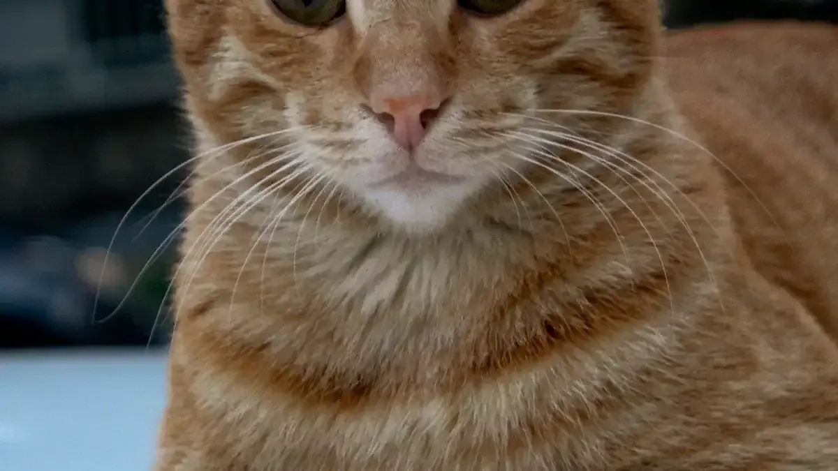 The Genetics Behind Ginger Cats