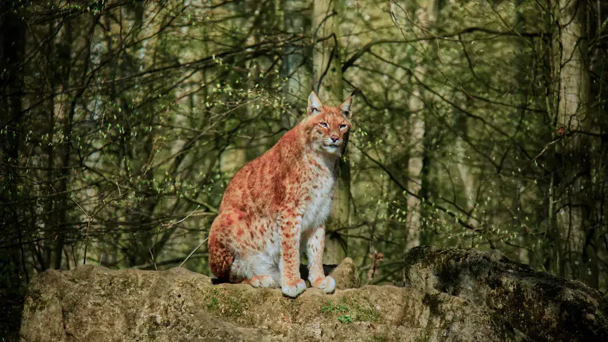 Wild and Domestic Success